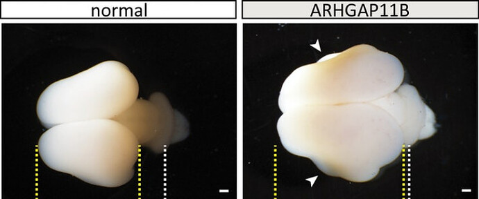 Scientists Grow Bigger Monkey Brains Using Human Genes, Replicating Evolution Scientists Grow Bigger Monkey Brains Using Human Genes, Replicating Evolution