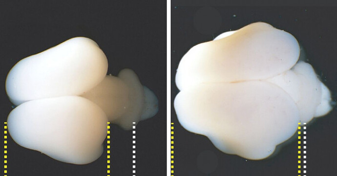 Scientists Grow Bigger Monkey Brains Using Human Genes, Replicating Evolution