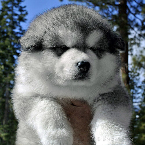 1-alaskan-malamute-puppies-2a©