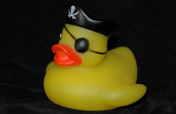pirate duck