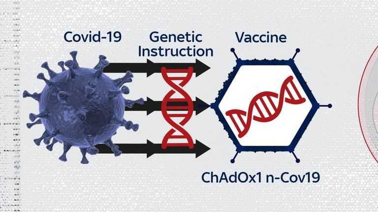 The Oxford vaccine is based on another virus, which has been adapted to carry a payload from the coronavirus. The genetic instructions then make the its unique spike protein.