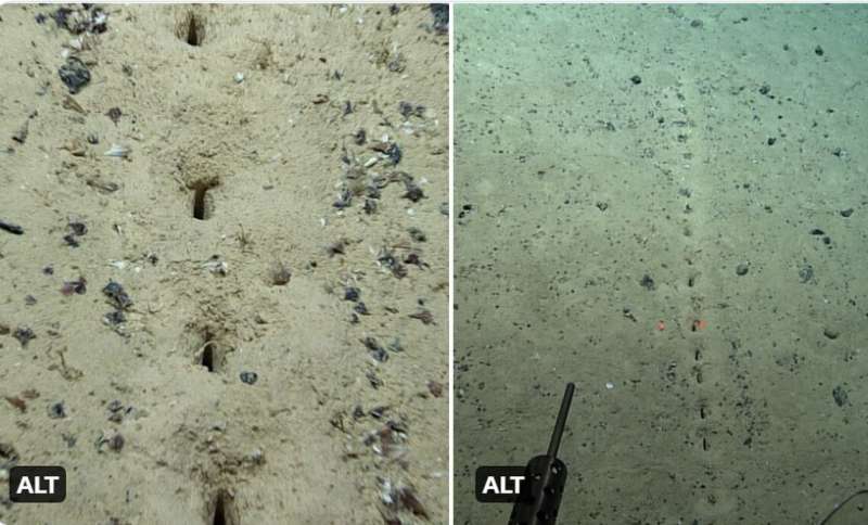 ‘They look almost human made.’ NOAA finds weird lines of holes in mid-Atlantic floor