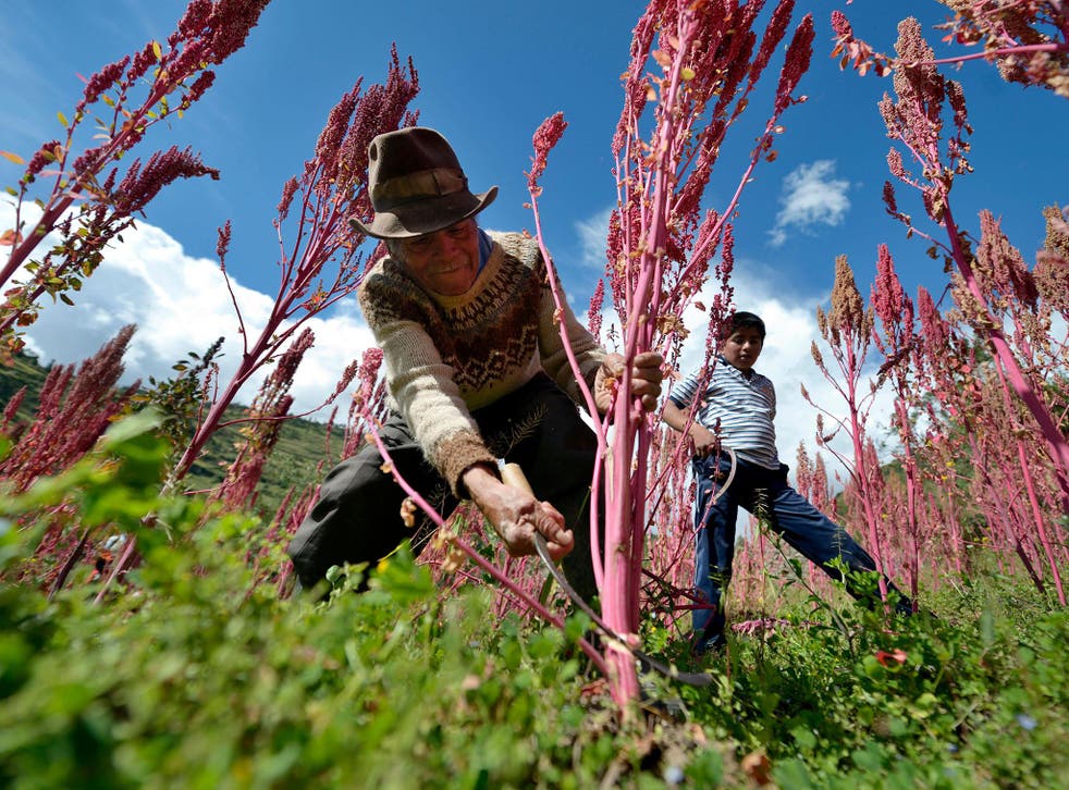 By 2013, quinoa had become too expensive for local people, despite being a staple in the region’s diet