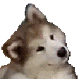 :confused_dog: