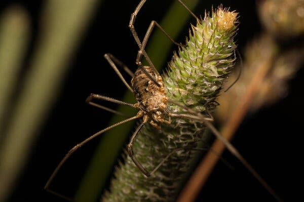 A close-up view of a brownish daddy longlegs spider on a foxtail.